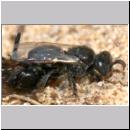 Oxybelus bipunctatus - Fliegenspiesswespe w21b 6mm.jpg